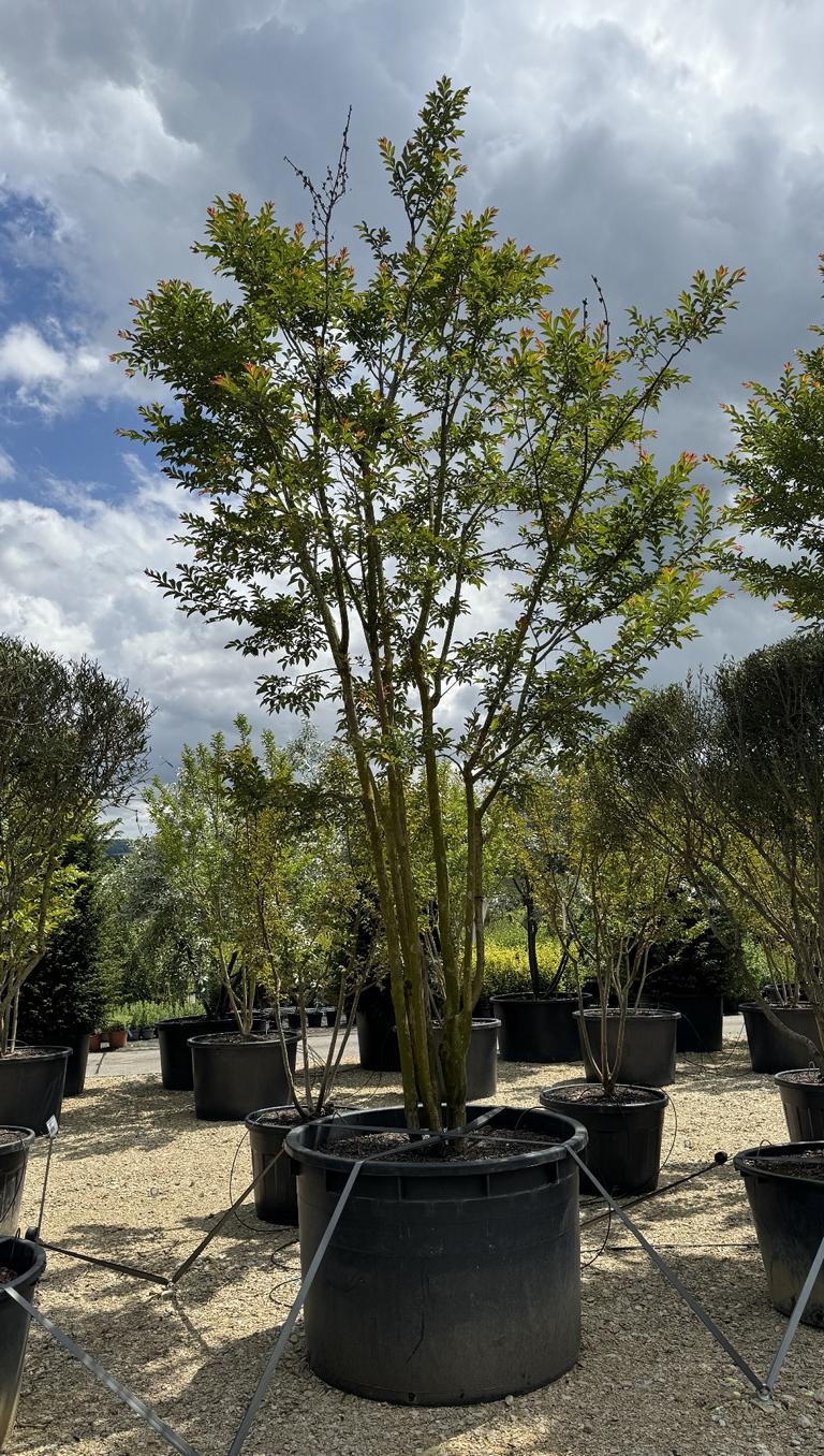 Lagerstroemia 'Osage'