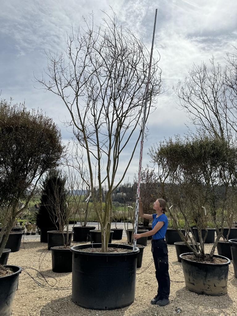 Lagerstroemia indica 'Maïte Red'