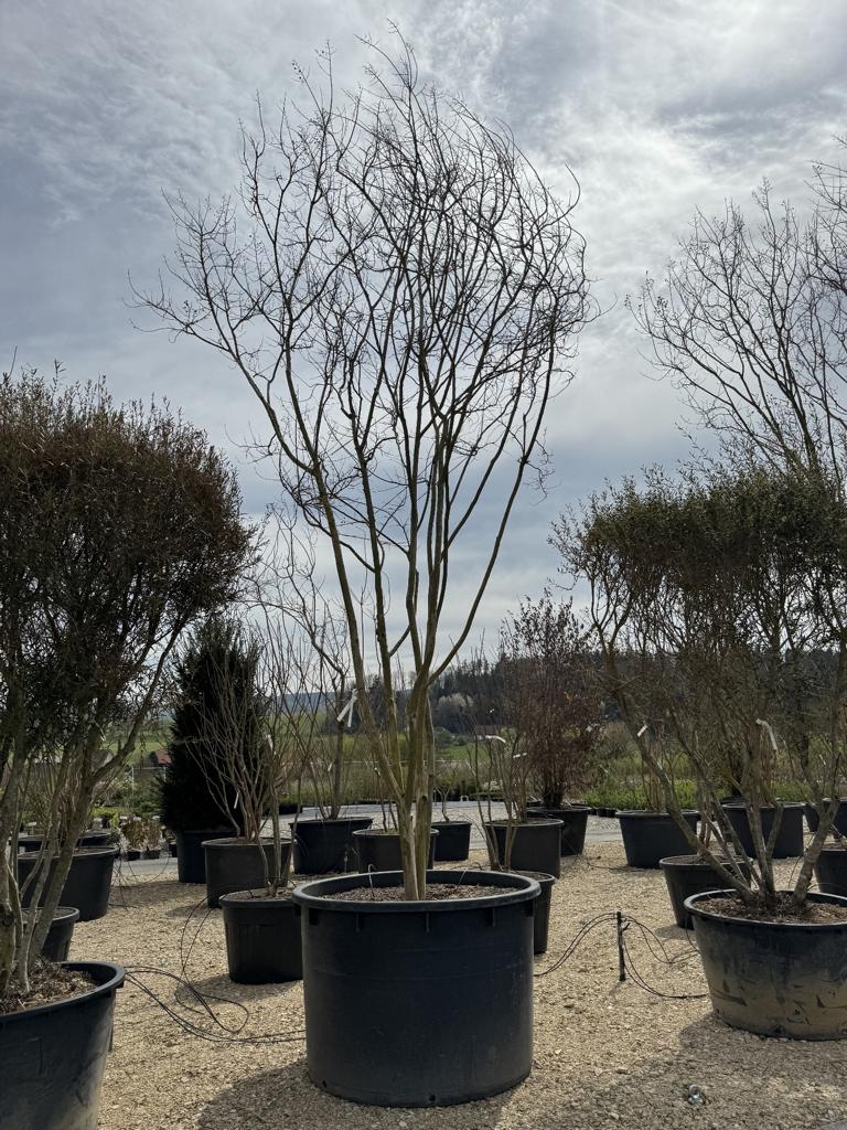 Lagerstroemia indica 'Maïte Red'