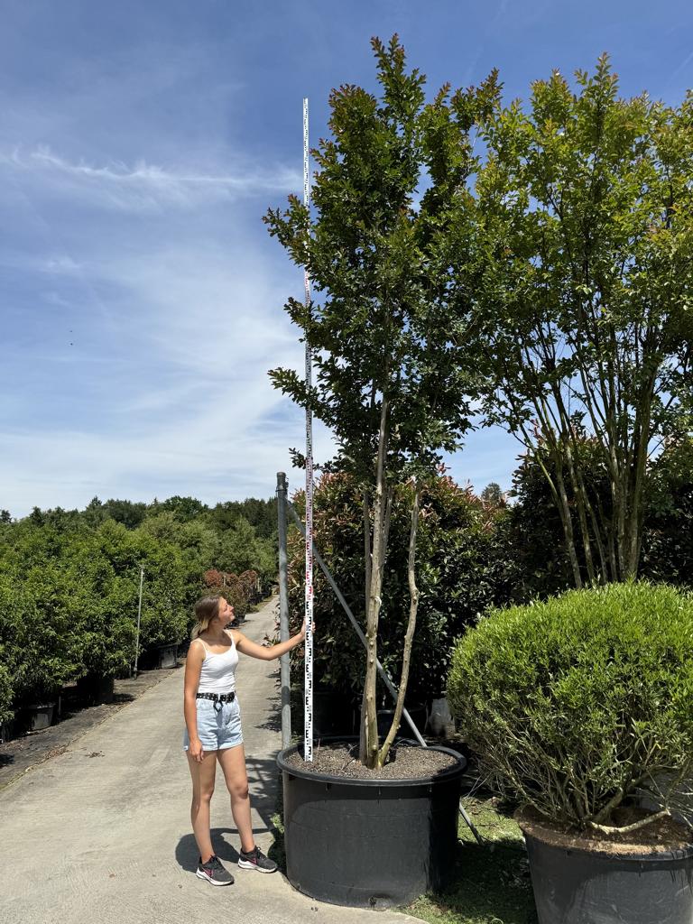 Lagerstroemia 'Sioux'