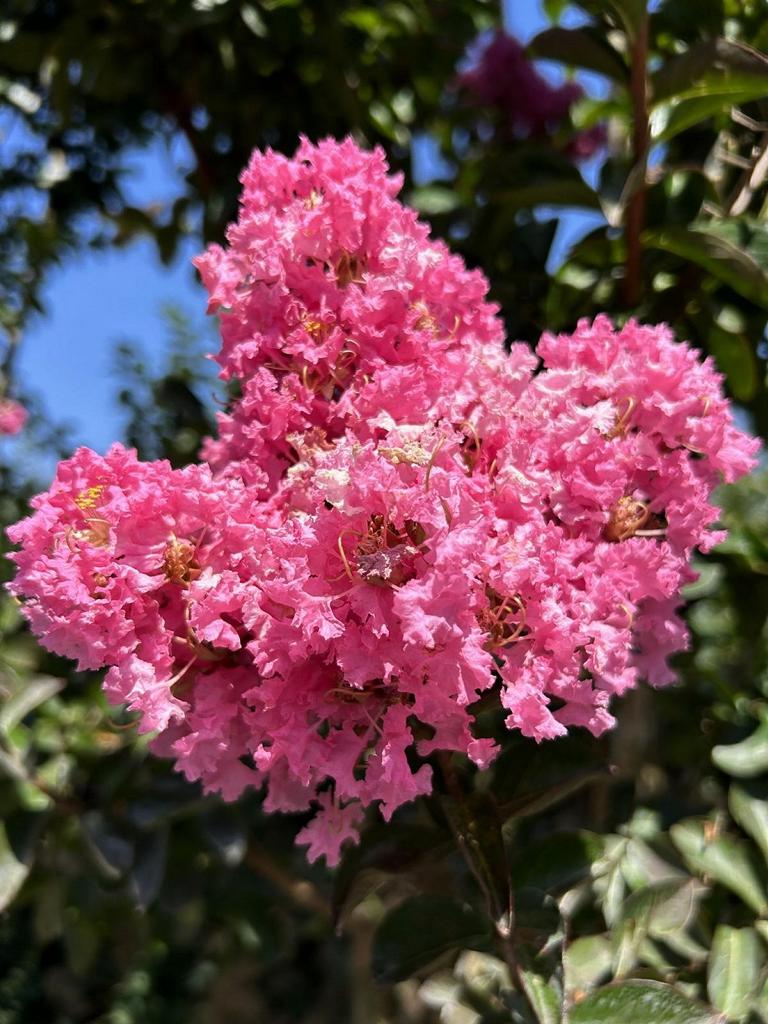 Lagerstroemia 'Sioux'