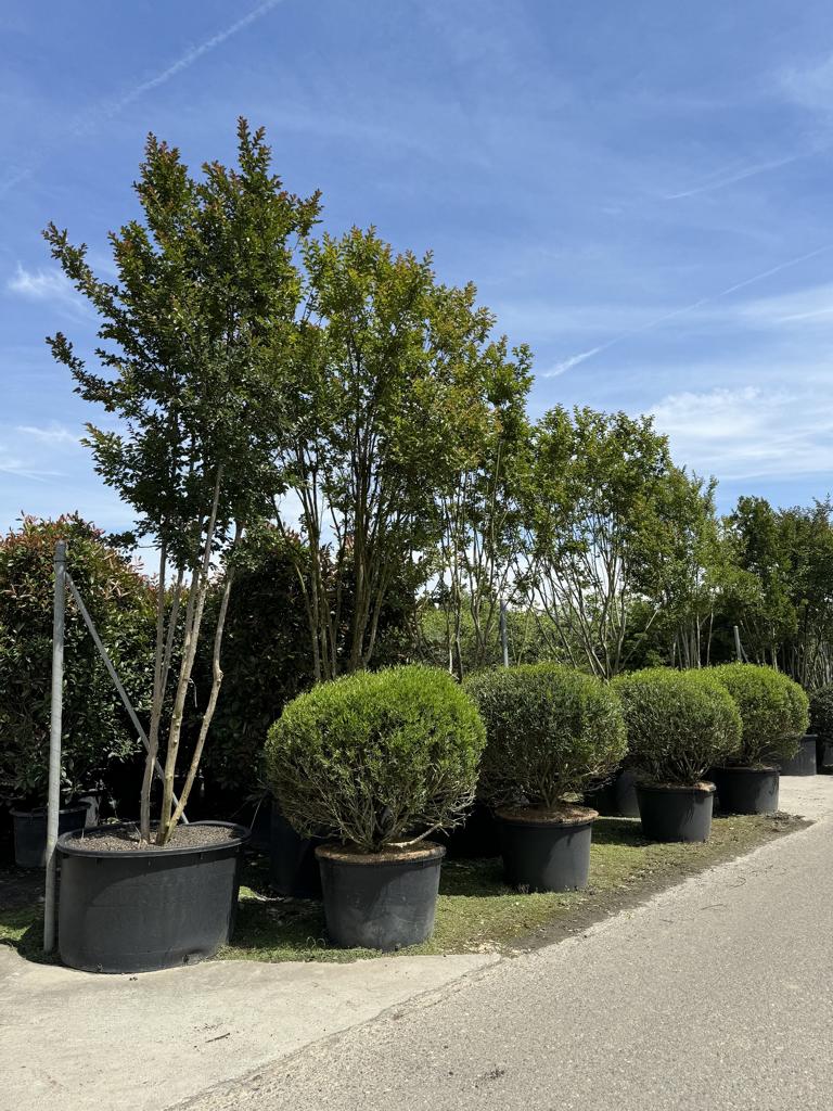 Lagerstroemia 'Sioux'