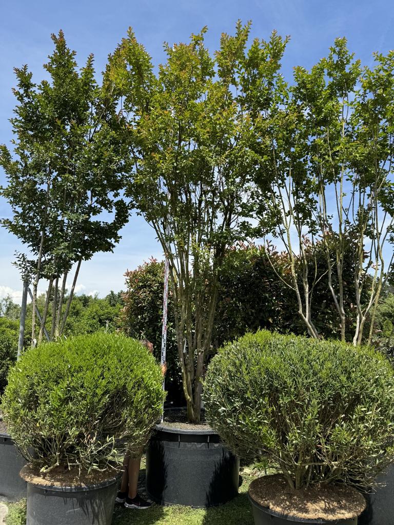 Lagerstroemia indica 'Rosea'