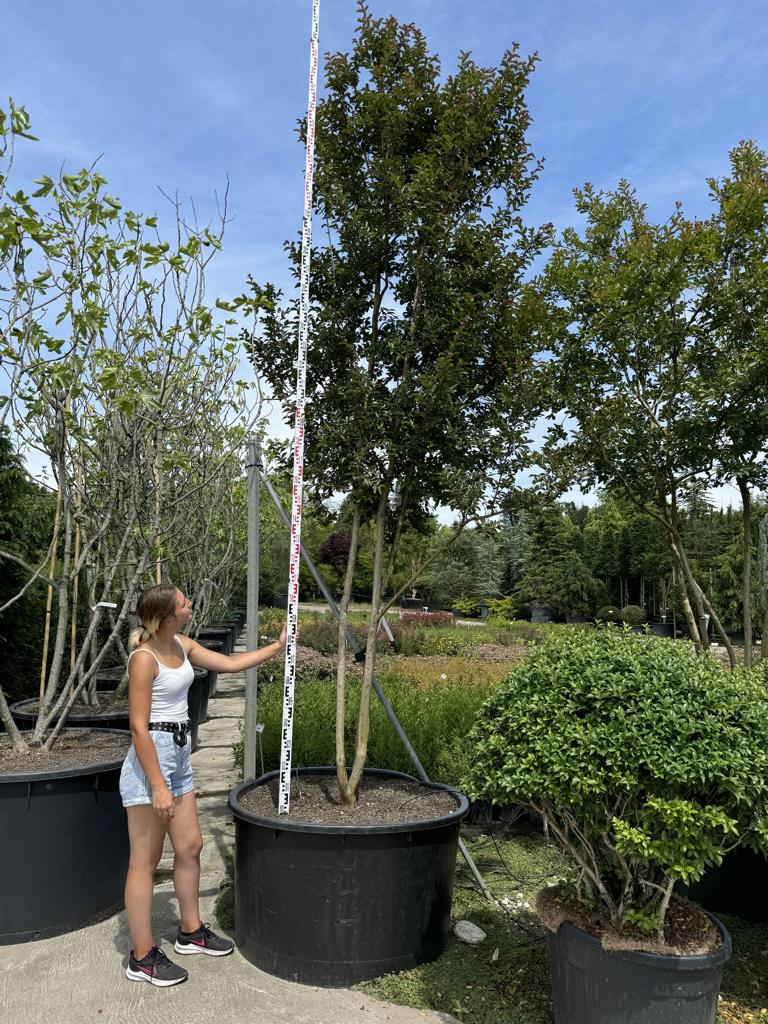 Lagerstroemia indica 'Carolina Beauty'