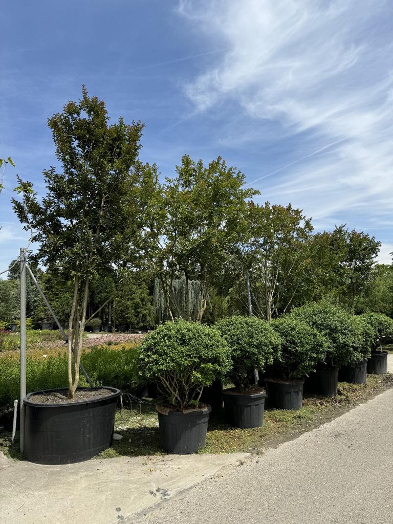 Lagerstroemia indica 'Carolina Beauty'