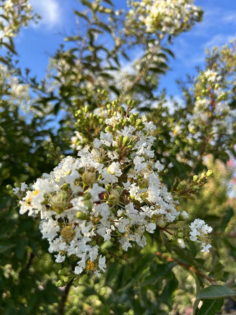 Lagerstroemia 'Natchez'