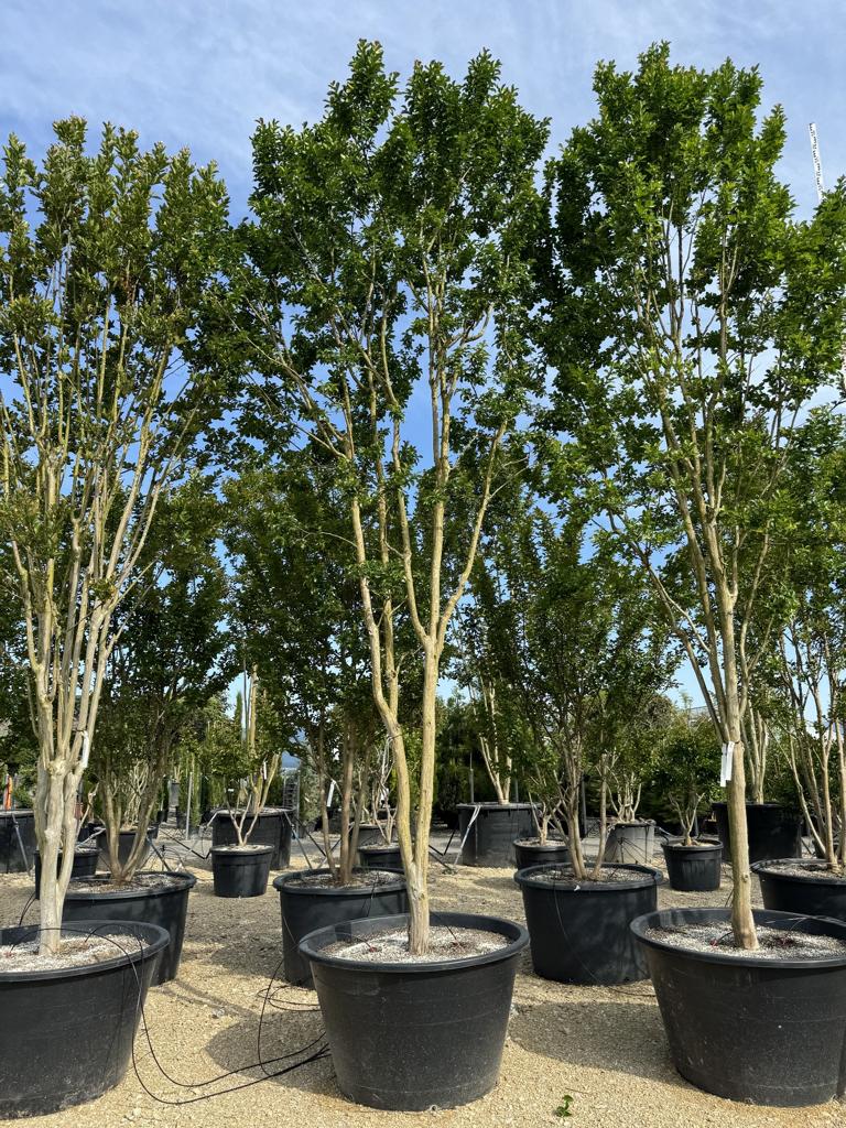 Lagerstroemia indica 'Rosea'