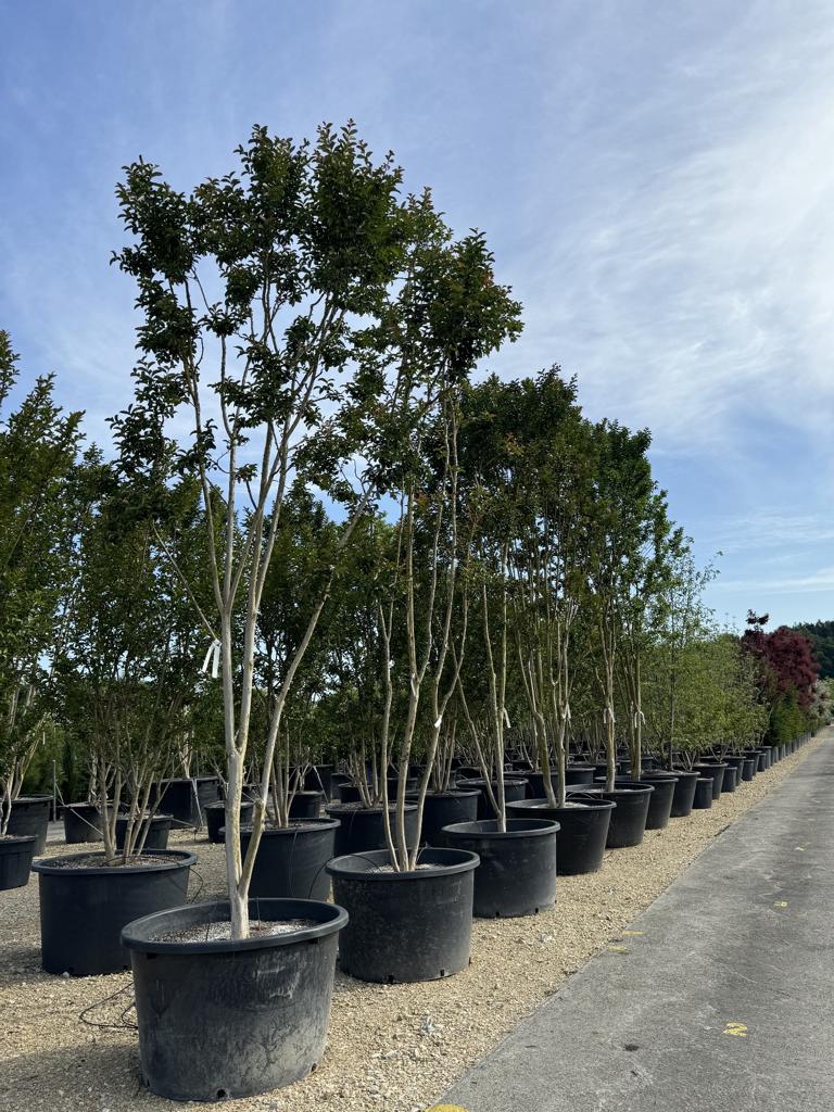 Lagerstroemia indica 'Rosea'