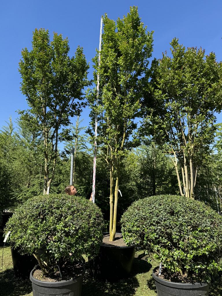 Lagerstroemia indica 'Rosea'