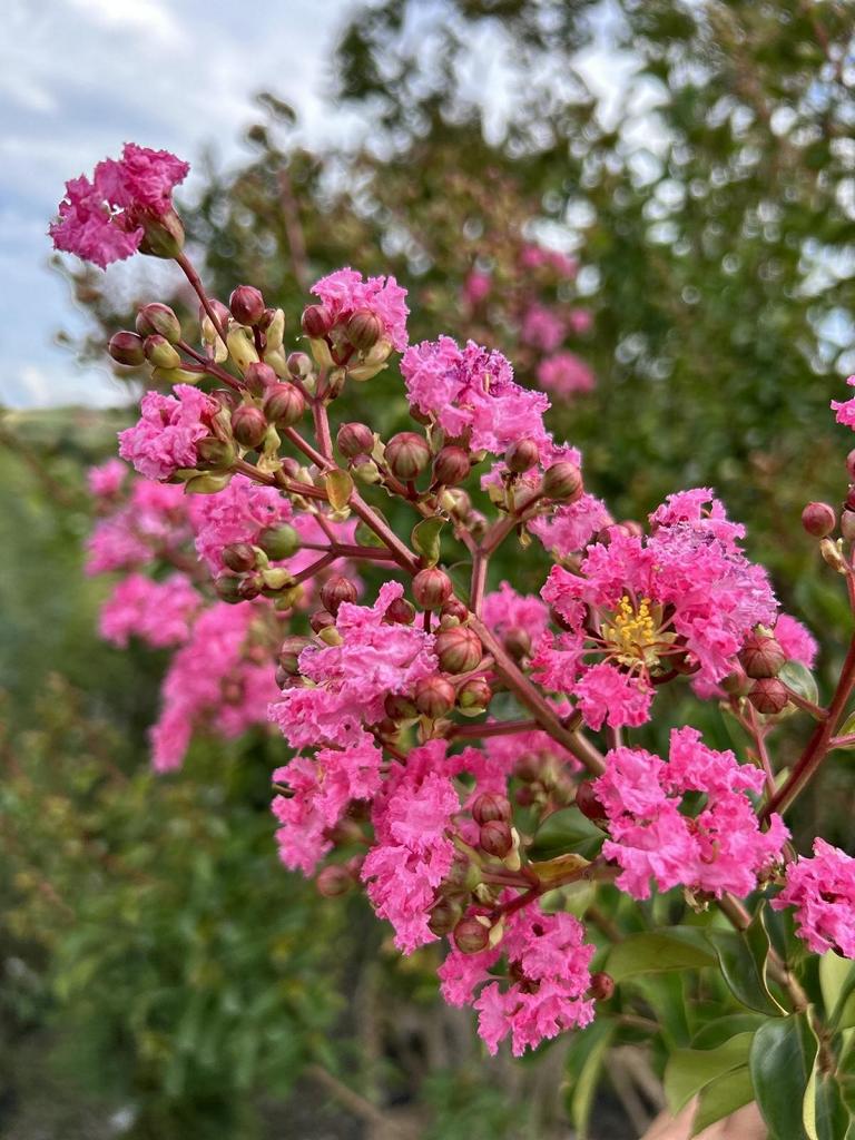 Lagerstroemia indica 'Rosea'