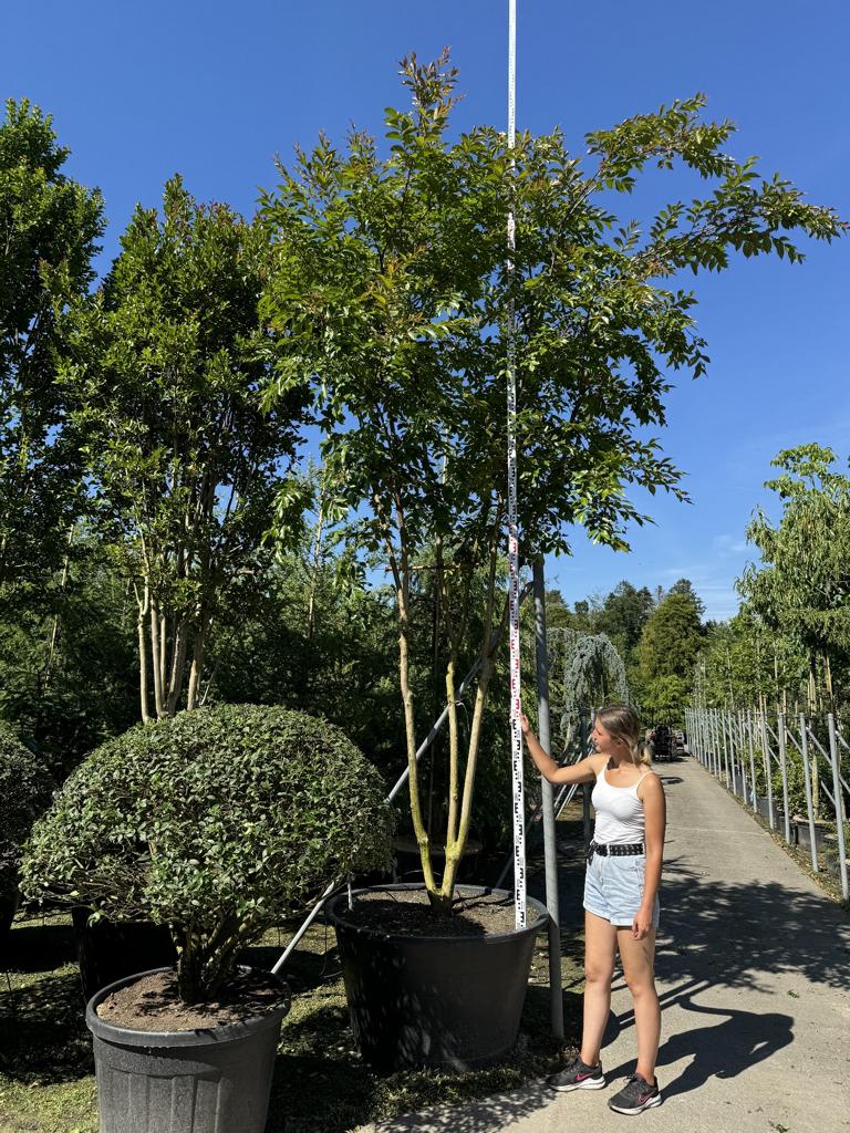 Lagerstroemia 'Natchez'