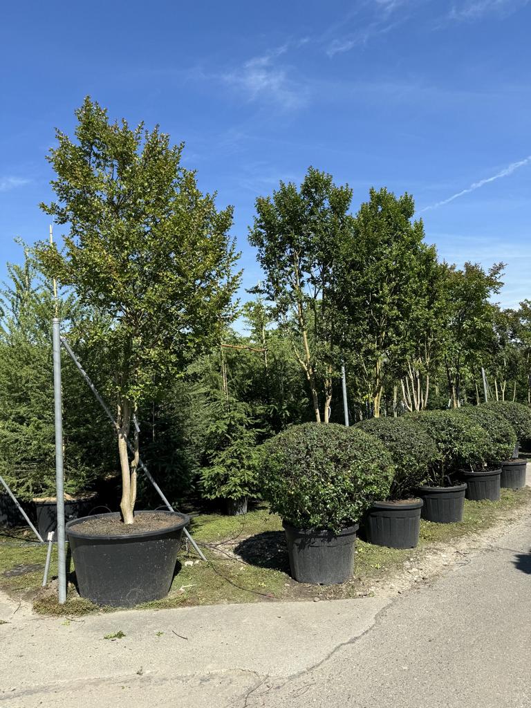 Lagerstroemia 'Natchez'