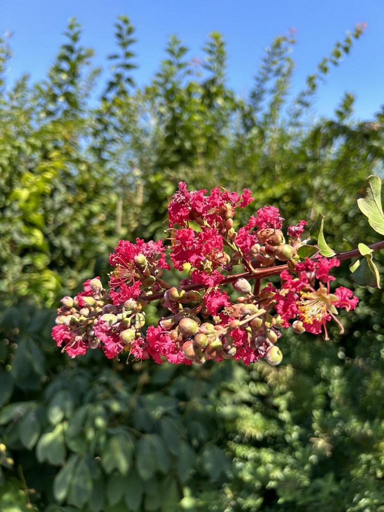 Lagerstroemia indica 'Carolina Beauty'