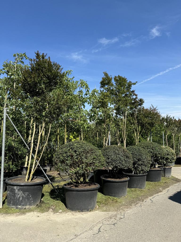 Lagerstroemia indica 'Carolina Beauty'