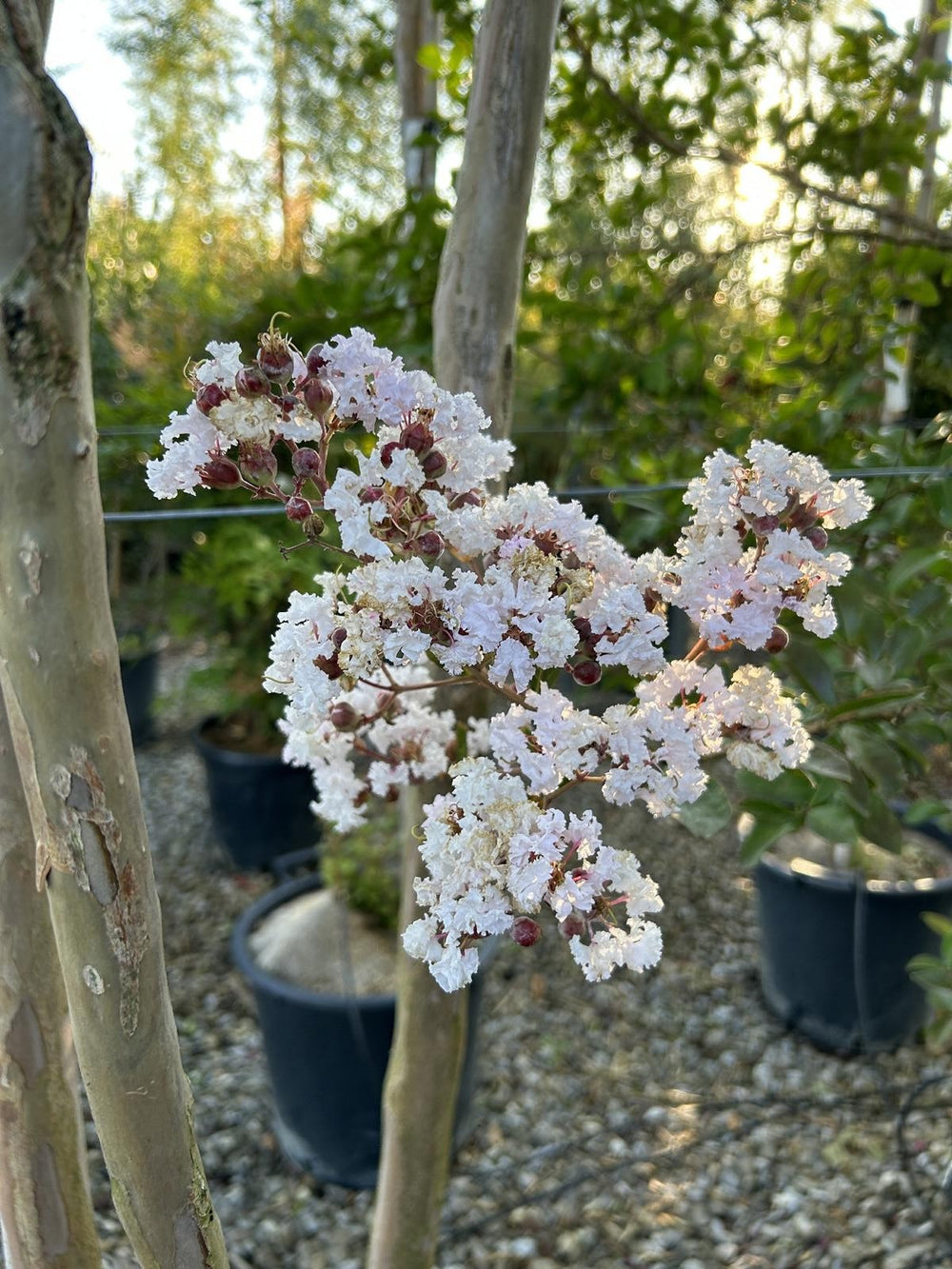 Lagerstroemia indica weiss