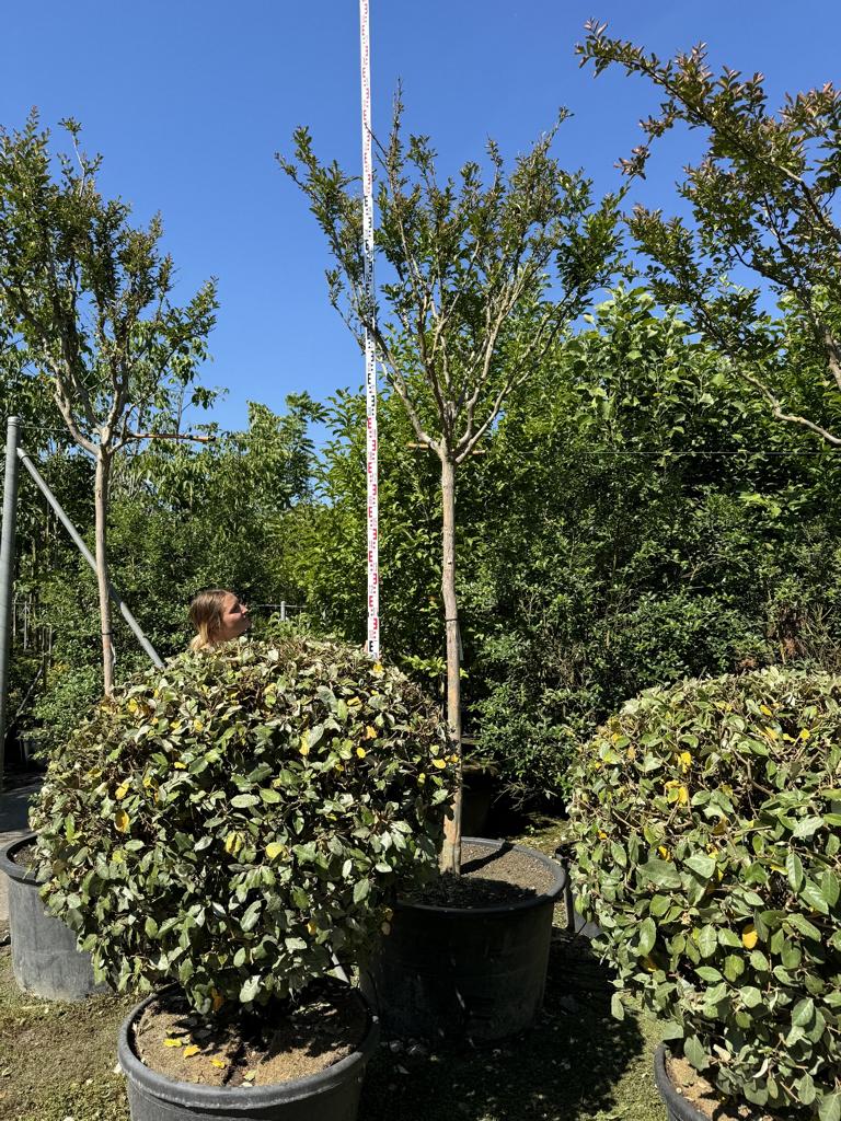 Lagerstroemia indica 'Monbazillac'