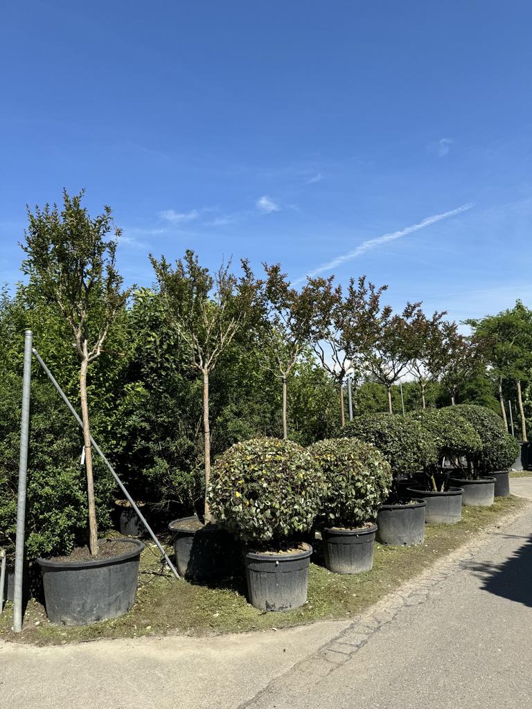 Lagerstroemia indica 'Monbazillac'