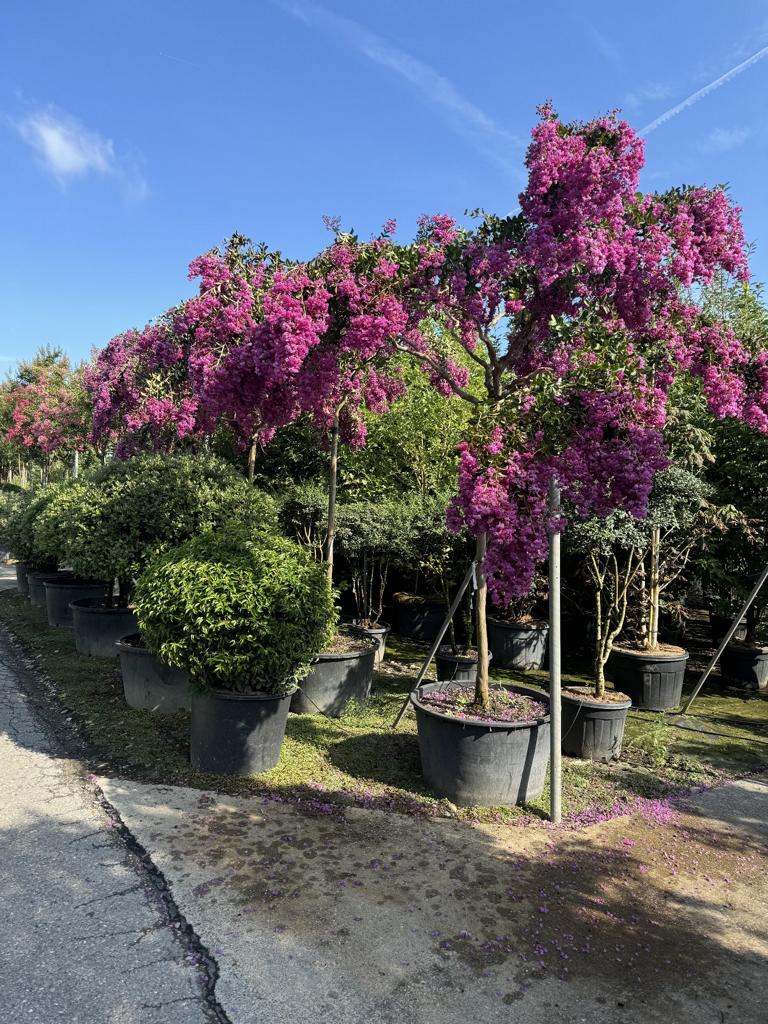 Lagerstroemia indica 'Monbazillac'