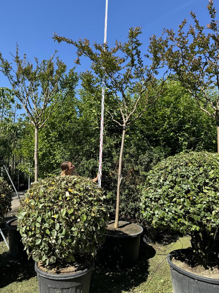 Lagerstroemia indica 'Terre Chinoise'