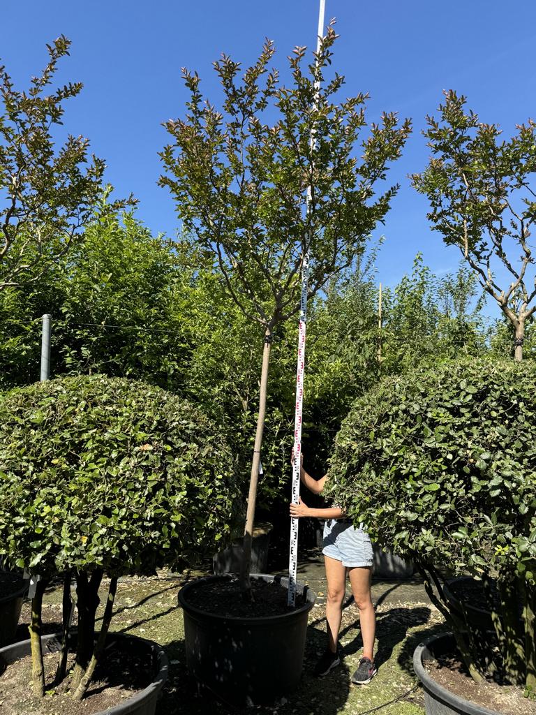 Lagerstroemia indica 'Terre Chinoise'