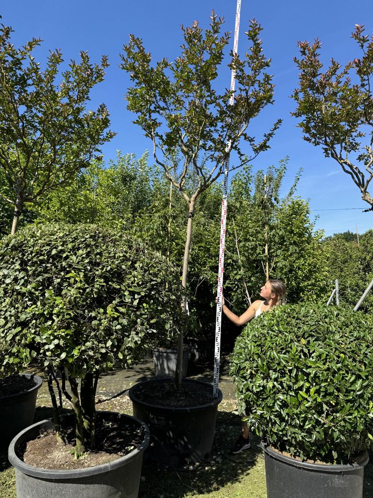 Lagerstroemia indica 'Terre Chinoise'