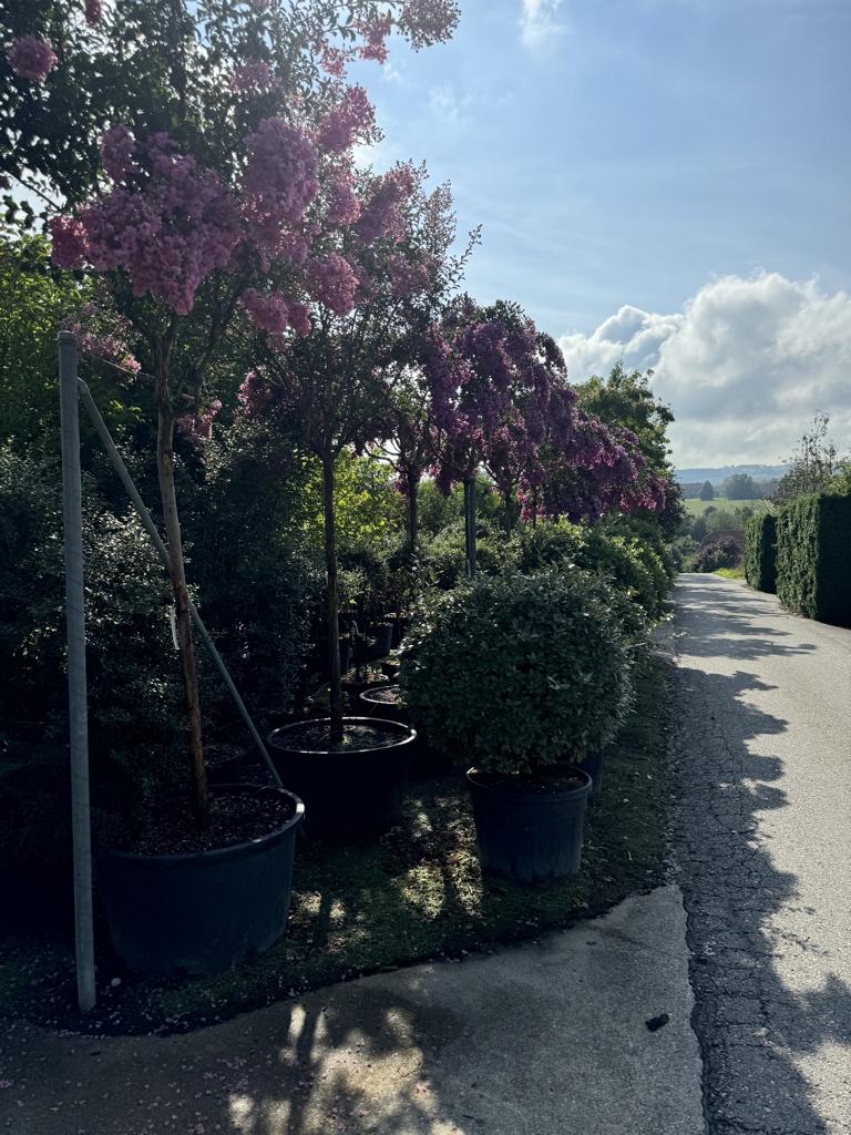 Lagerstroemia indica 'Rosea'