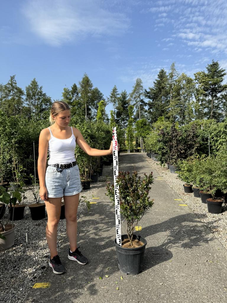 Lagerstroemia 'Double Feature'