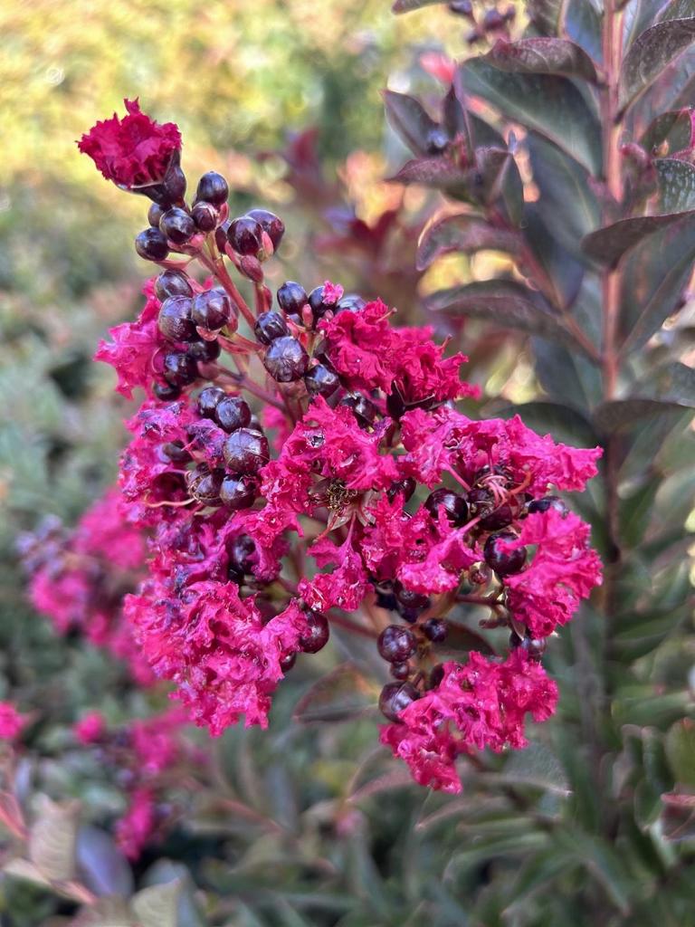 Lagerstroemia 'Double Feature'