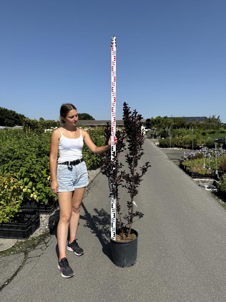 Lagerstroemia 'Black Diamond' dunkelrot gefüllt