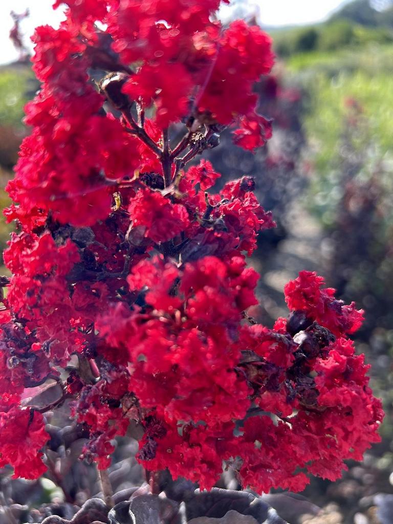 Lagerstroemia 'Black Diamond' dunkelrot gefüllt