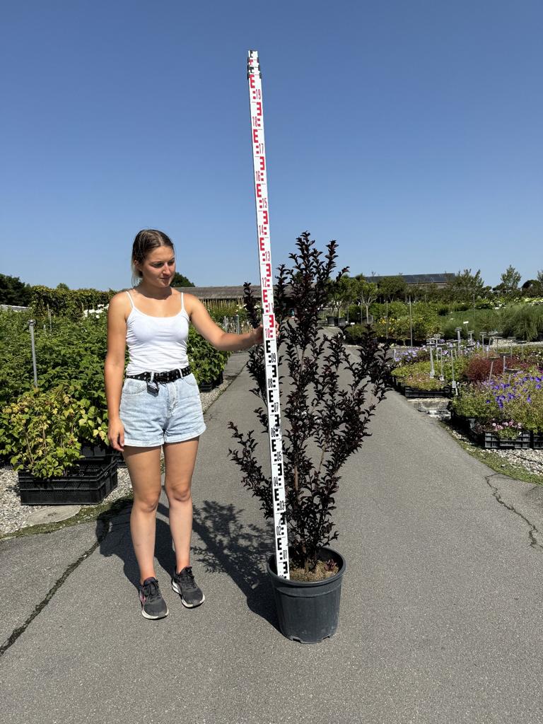 Lagerstroemia 'Black Diamond Crimson Red'