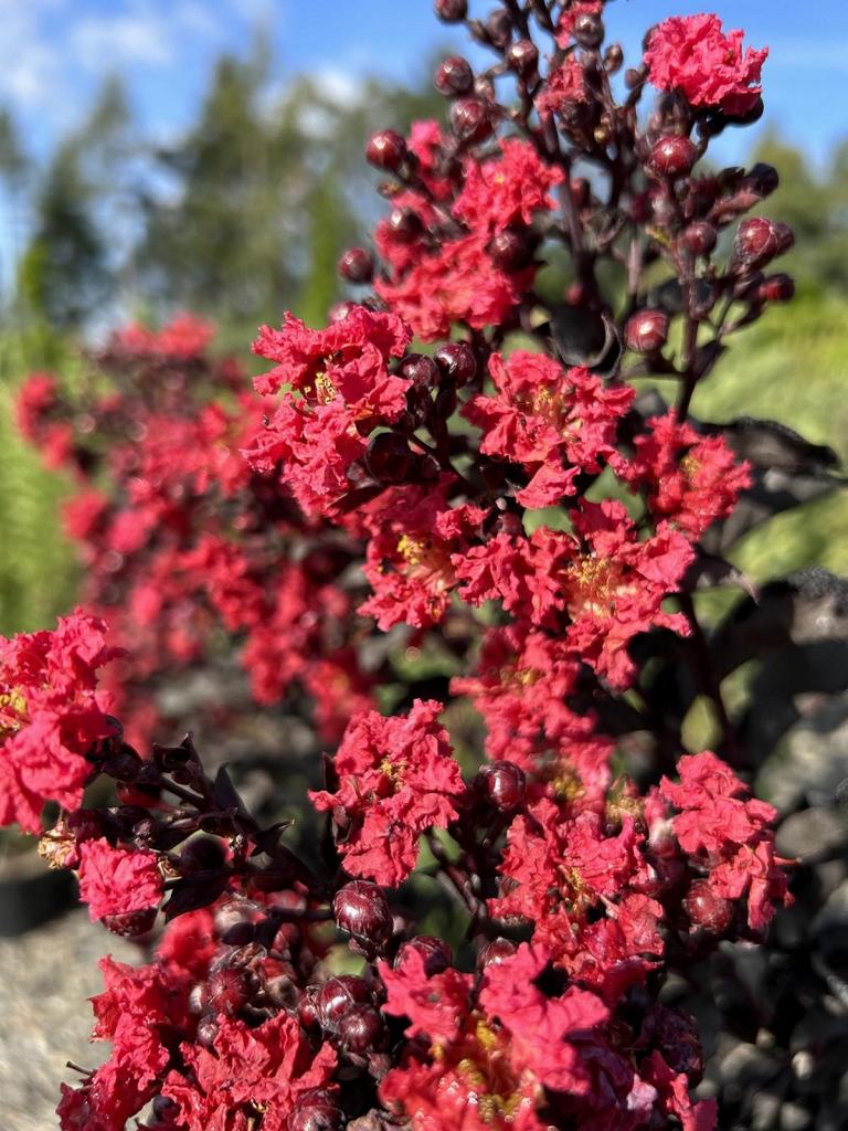 Lagerstroemia 'Black Diamond Crimson Red'