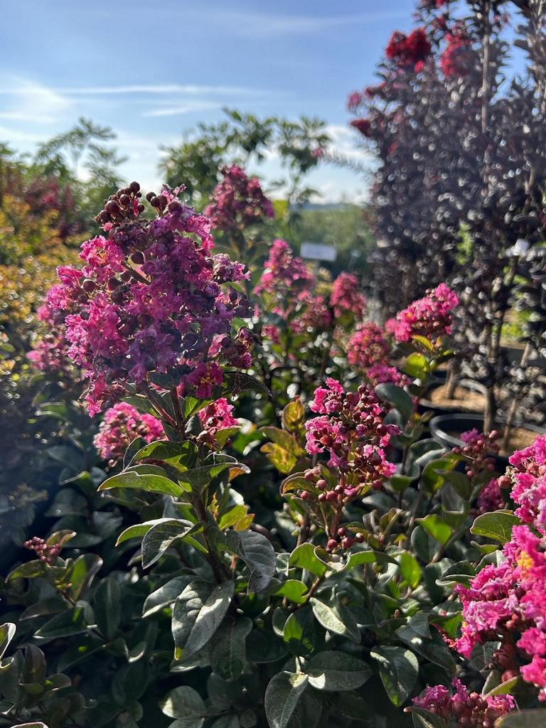 Lagerstroemia 'Berry Dazzle'