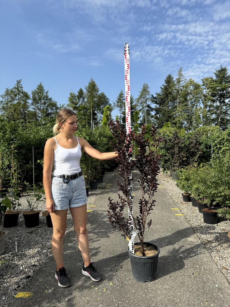 Lagerstroemia 'Black Diamond Pure White'