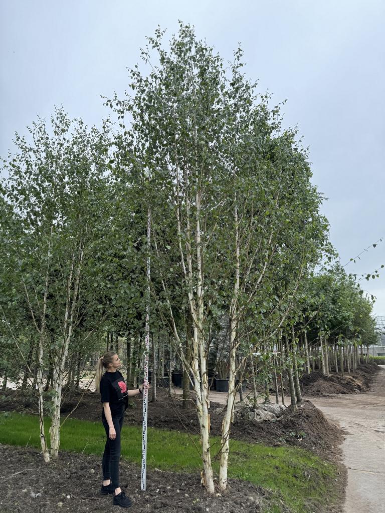 Betula utilis 'Doorenbos'