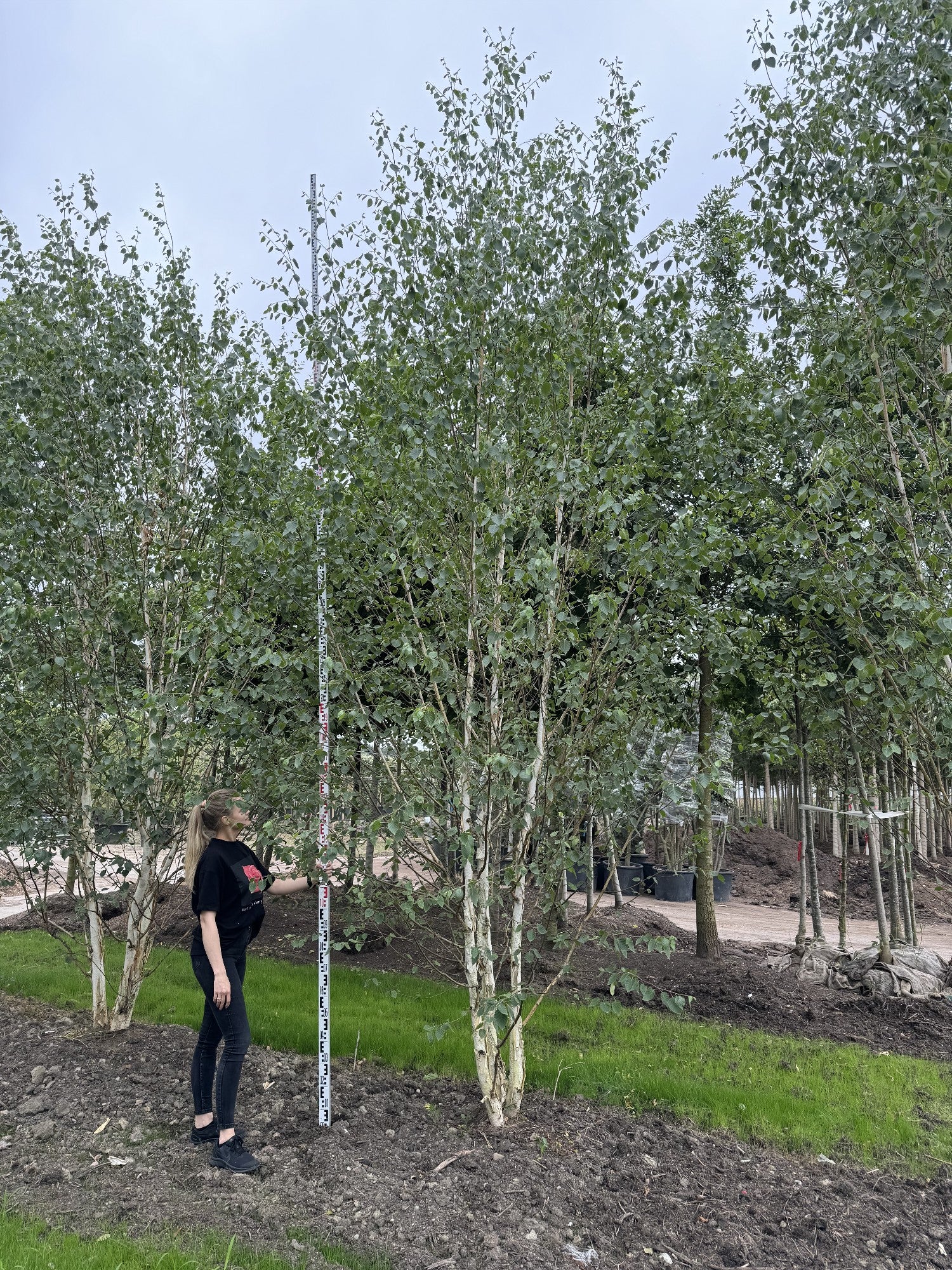 Betula utilis 'Doorenbos'