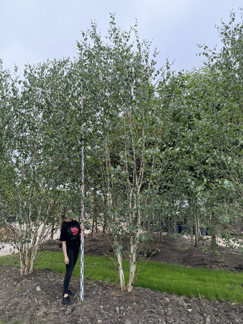 Betula utilis 'Doorenbos'