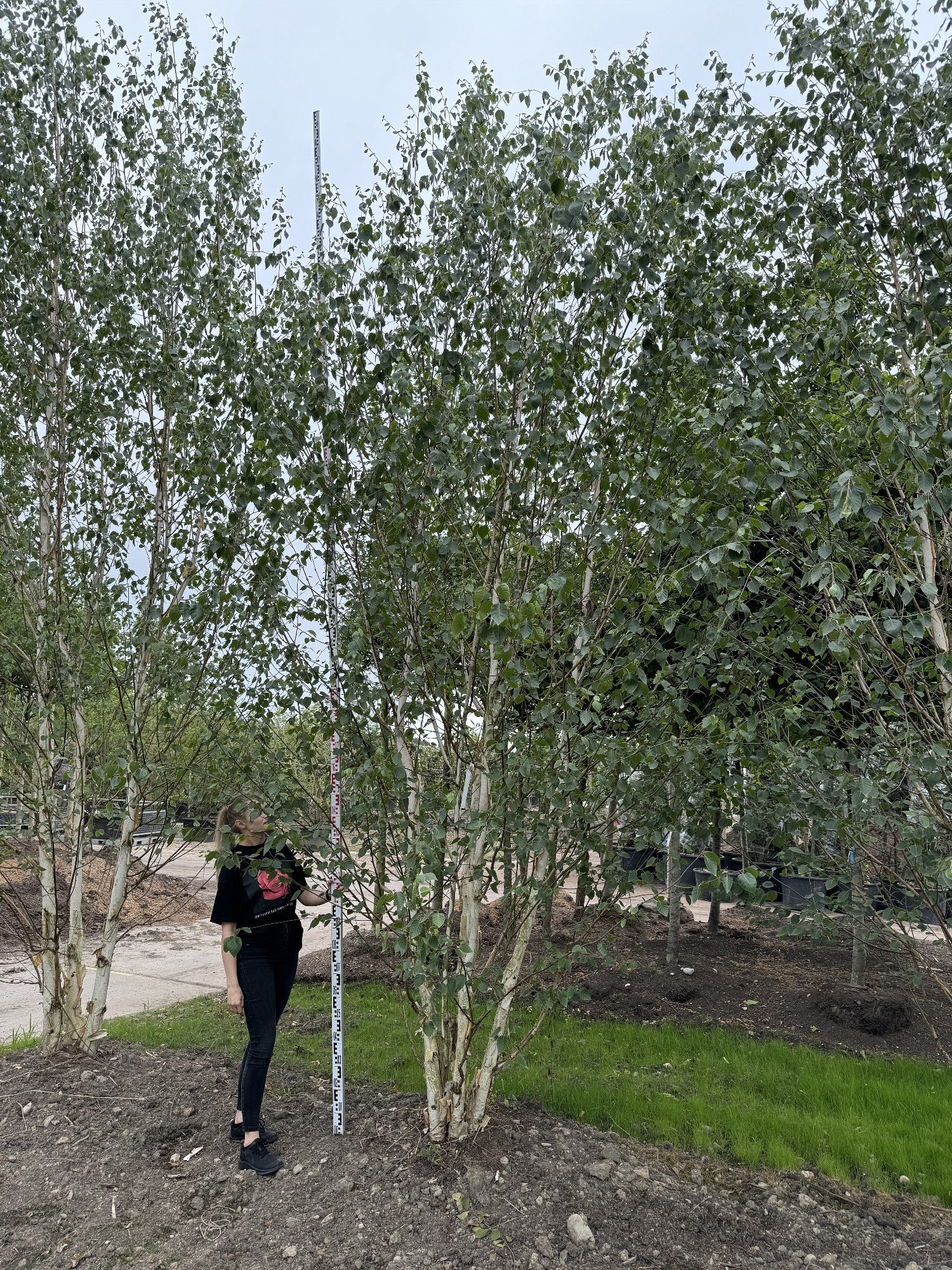 Betula utilis 'Doorenbos'