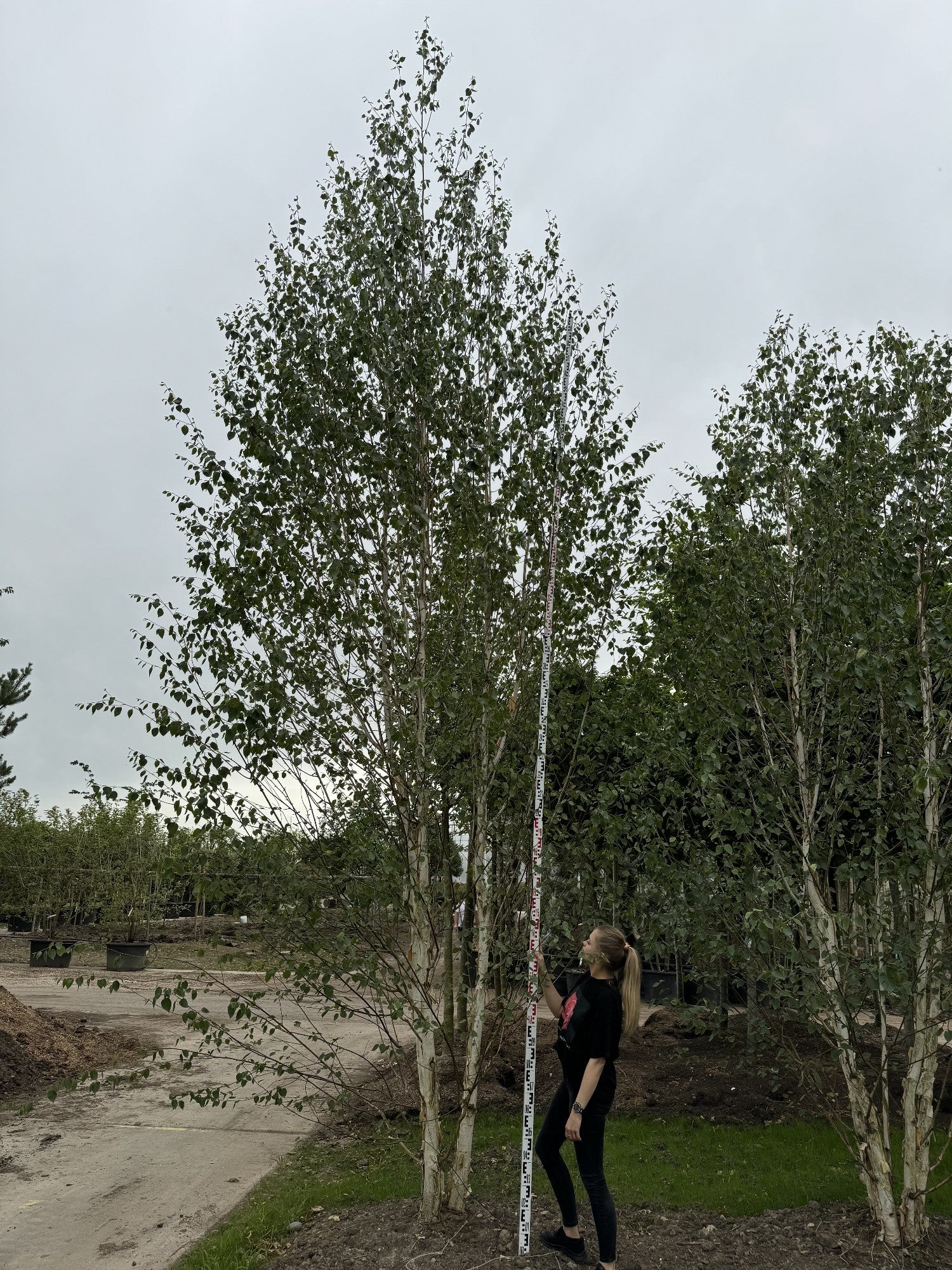 Betula utilis 'Doorenbos'