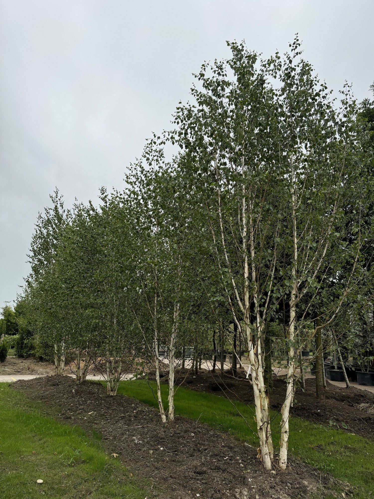 Betula utilis 'Doorenbos'