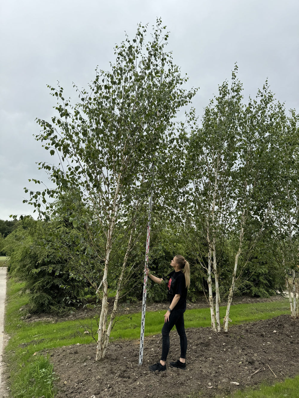 Betula utilis 'Doorenbos'