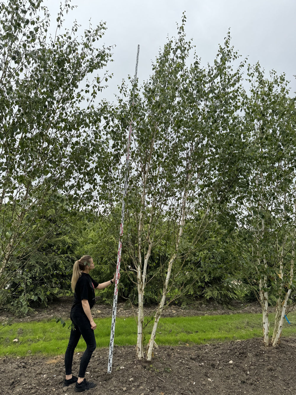 Betula utilis 'Doorenbos'