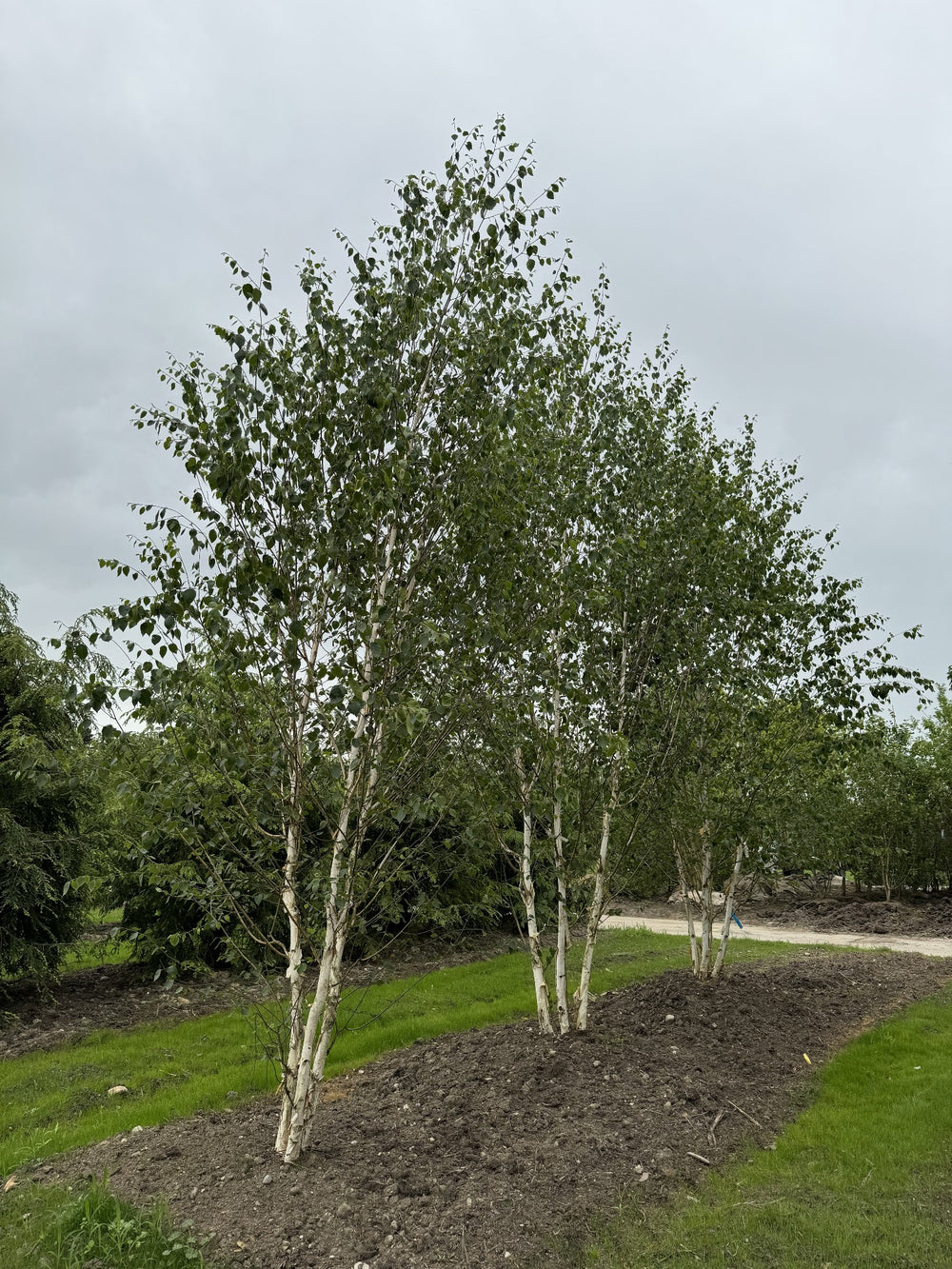 Betula utilis 'Doorenbos'