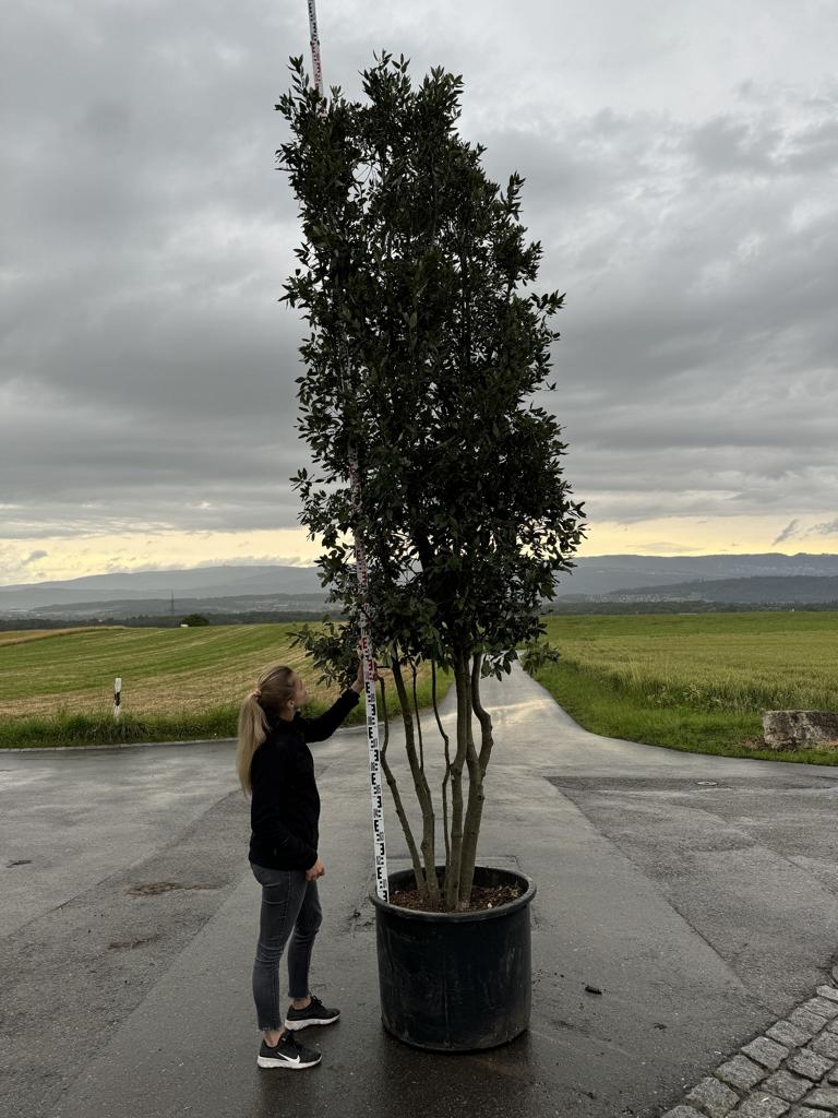 Quercus ilex Pilzform