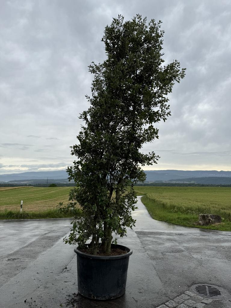 Quercus ilex