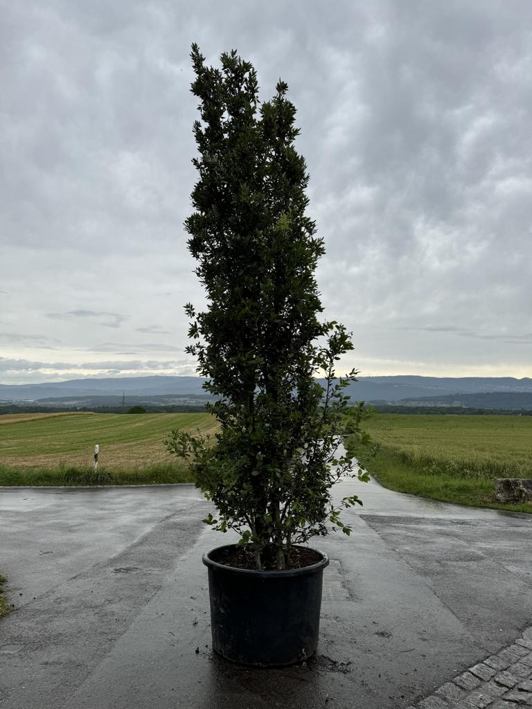 Quercus ilex