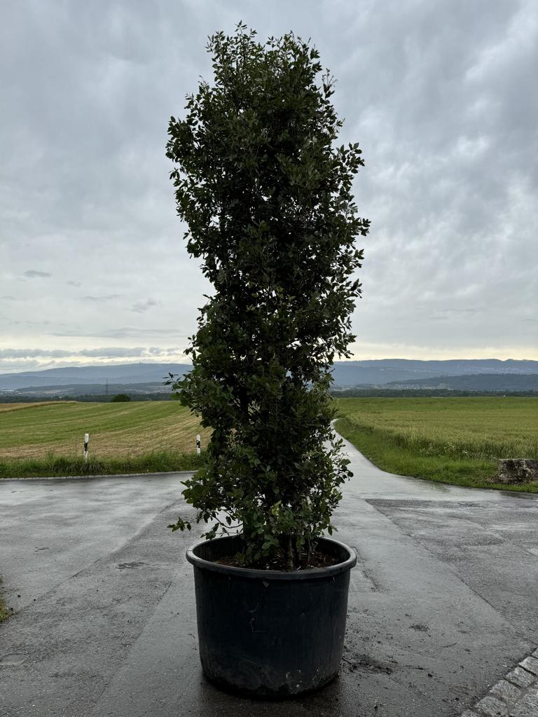 Quercus ilex