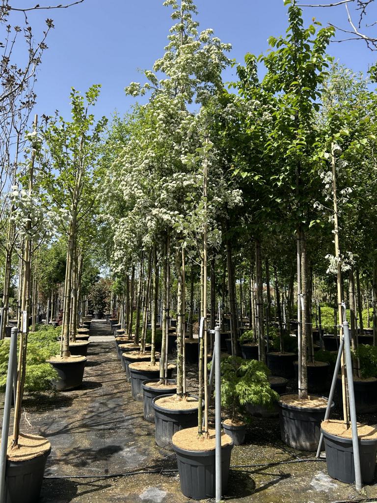 Crataegus laevigata 'Plena'