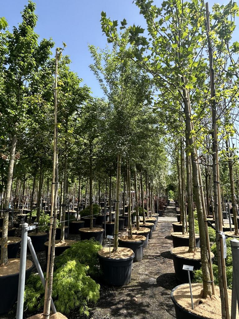 Crataegus laevigata 'Plena'
