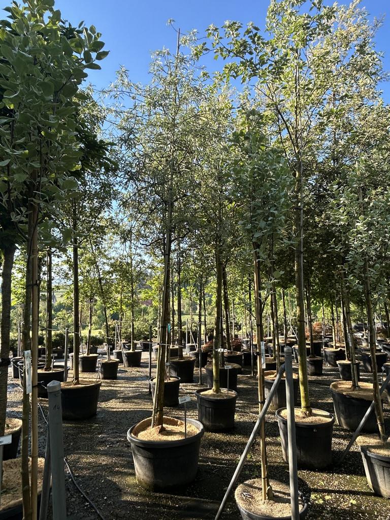 Pyrus salicifolia 'Pendula'